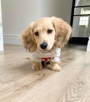 Shaded Cream Long Haired Dachshunds