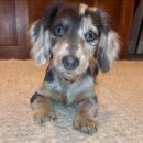 Mini Dapple Dachshund Puppies for Sale