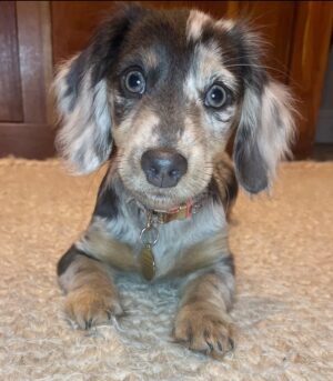 Mini Dapple Dachshund Puppies for Sale