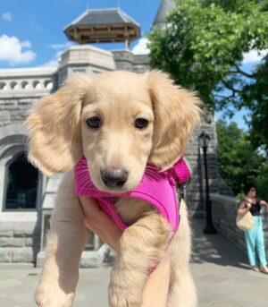 Long Haired Shaded Cream Dachshund