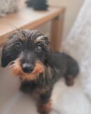 Long Haired Dachshund Puppies for Sale