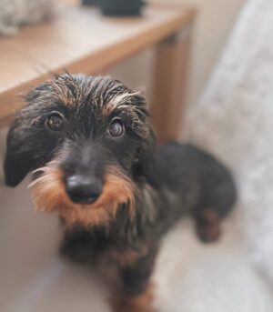 Long Haired Dachshund Puppies for Sale