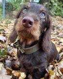 Dachshund Puppies for Sale Near Me