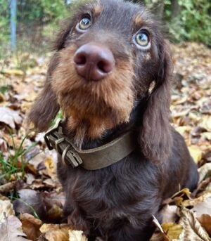 Dachshund Puppies for Sale Near Me