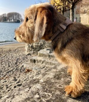 Mini Dapple Dachshund Puppies for Sale