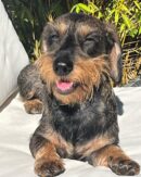 Miniature Dachshund Puppies for Sale
