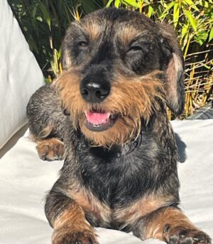 Miniature Dachshund Puppies for Sale