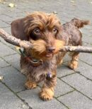 Long Haired Dapple Dachshund Puppies for Sale
