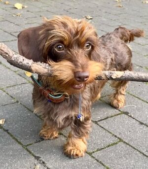 Long Haired Dapple Dachshund Puppies for Sale