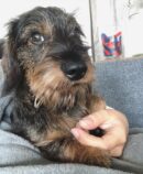 Mini Dachshund Puppies for Sale