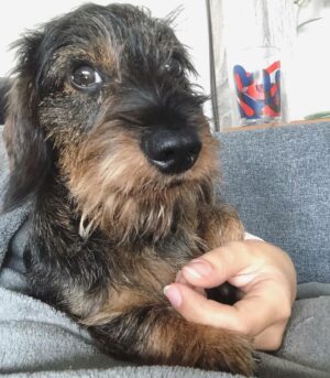 Mini Dachshund Puppies for Sale