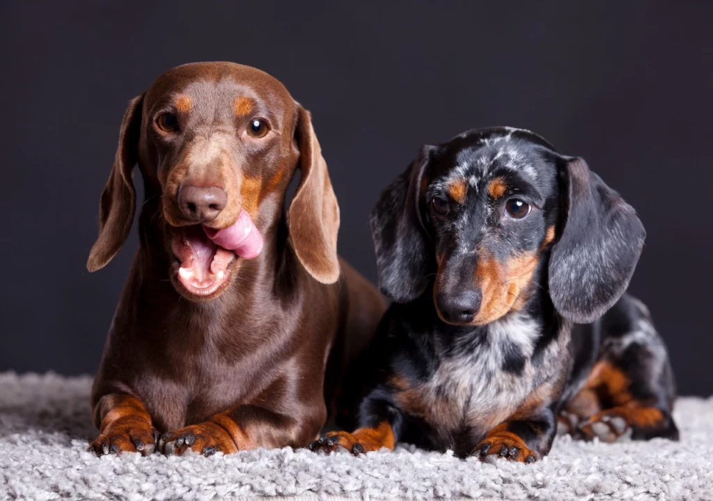 Cream Dachshund puppies for sale